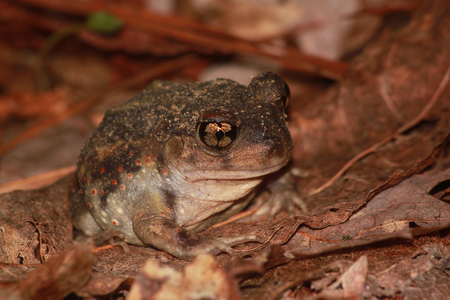 Eastern spadefoot toad