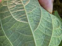 Leafhopper fabae