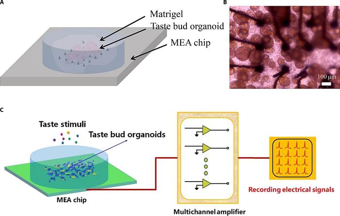Schematic diagram and system composition of a bionic taste sensor based on a 3-dimensional microelectrode array (3D MEA) chip.