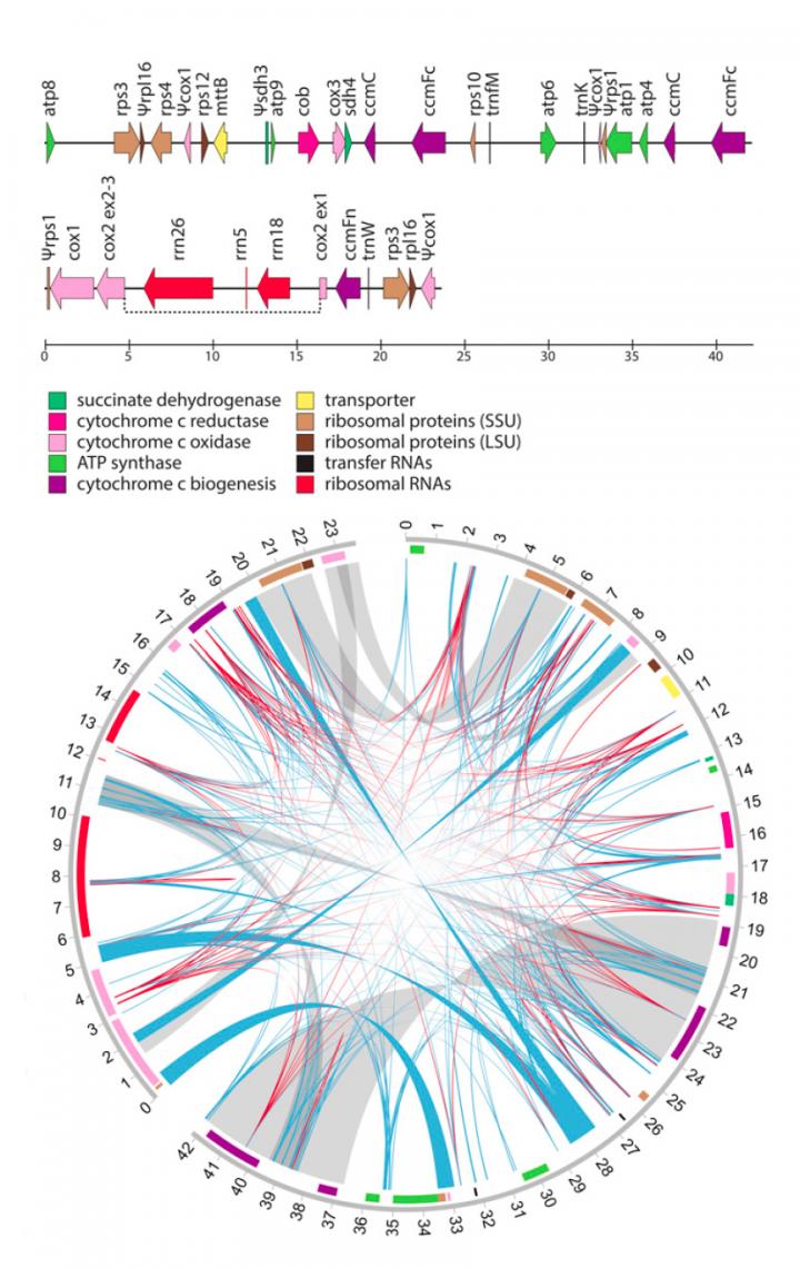Mistletoe Gene Map