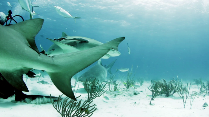 Sharks congregate at dive tourism feeding site at Tiger Beach, Bahamas