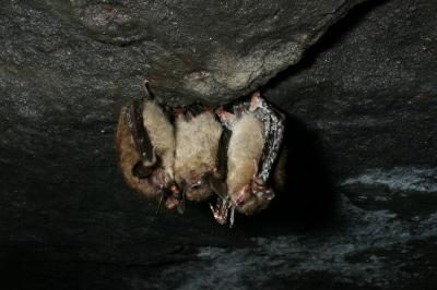 Bats Facing Regional Extinction From White-Nose Syndrome (8 of 9)