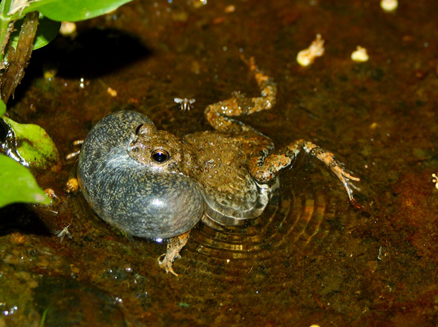 Male T&uacute;ngara Frog Caller