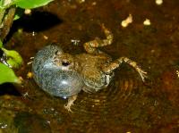 Male T&uacute;ngara Frog Caller