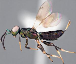 Eupelmus (Eupelmus) curvator: female habitus