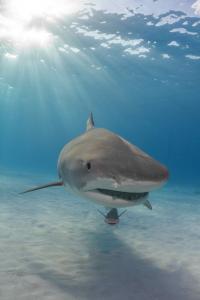 Tiger Shark Cruising in the Bahamas