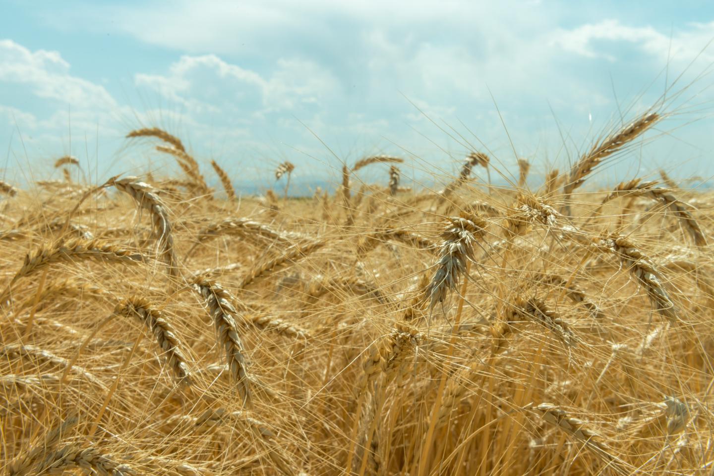 Wheat