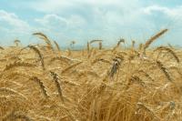 Wheat