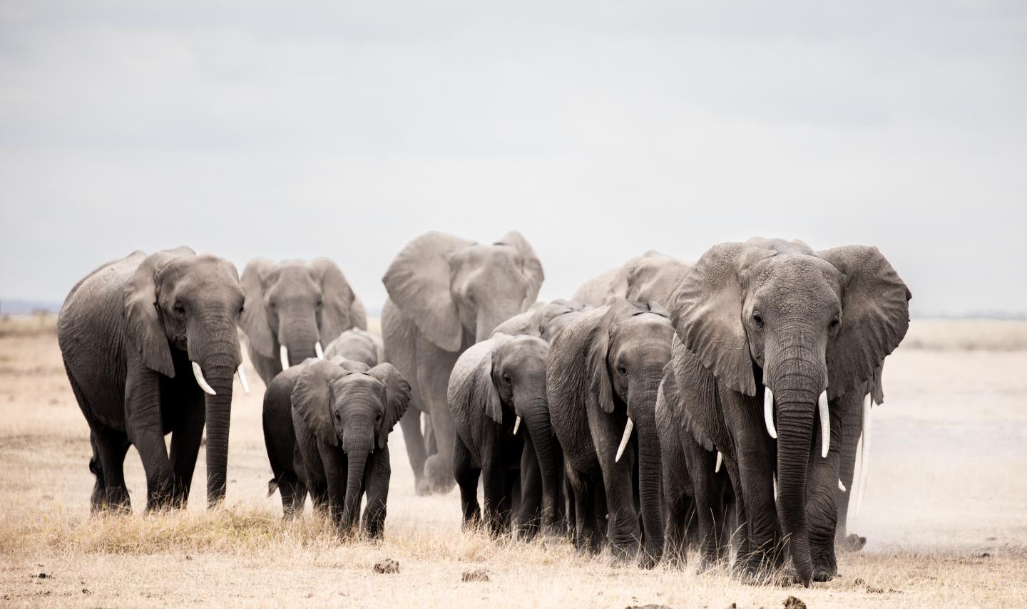 Elephants on the move
