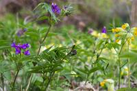 Spring vetchling (<i>Lathyrus vernus</i>) and Cowslip (<i>Primula veris</i>)