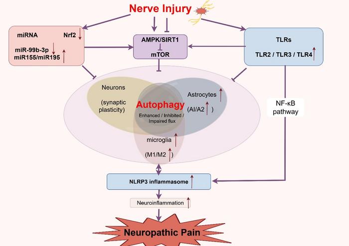 INTEGRATED REGULATORY NETWORK OF AUTOPHAGY IN NEUROPATHIC PAIN.