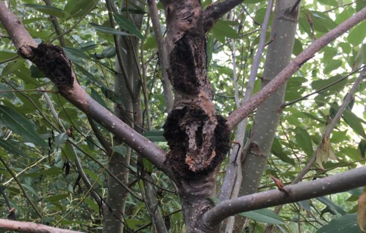 Genetic Behavior Reveals Cause of Death in Poplars Essential to Ecosystems, Industry (1 of 2)