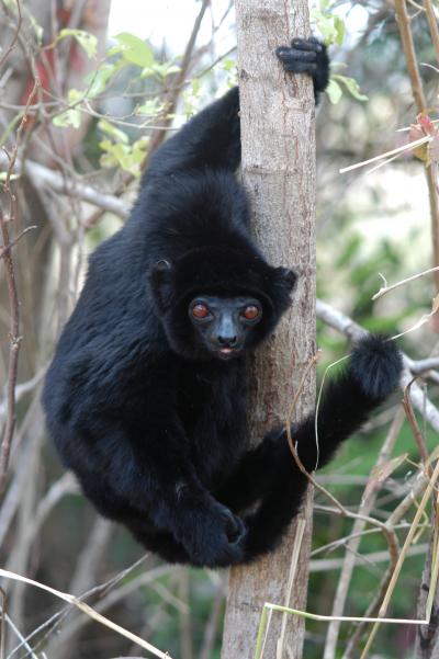 Perrier's Sifaka
