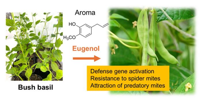 Co-cultivation of common bean plant with bush basil