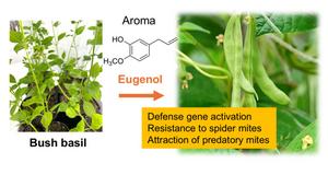 Co-cultivation of common bean plant with bush basil
