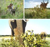 Animals Eating