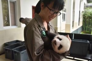 Captivity-driven microbiota reshaping: A cross-species analysis of divergent patterns in the gut microbiota of giant pandas (Ailuropoda melanoleuca), red pandas (Ailurus fulgens), and Asiatic black bears (Ursus thibetanus)