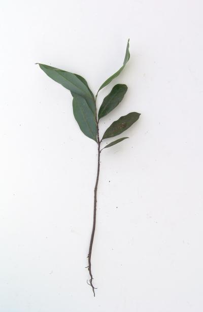 Mosannona garwoodii