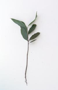 Mosannona garwoodii