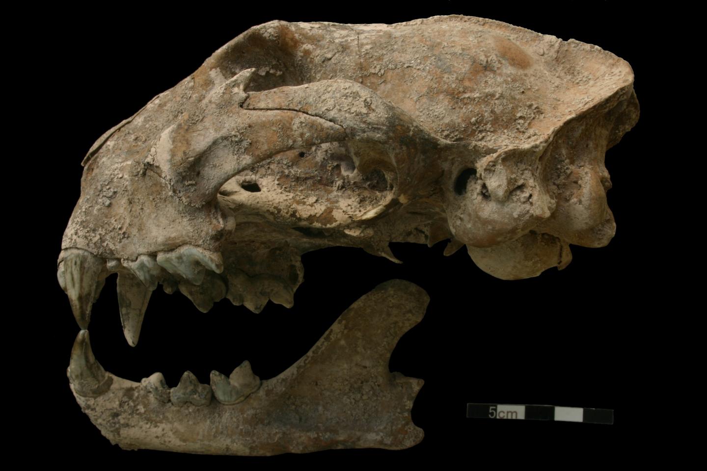 Wild Animals Were Routinely Captured and Traded in Ancient Mesoamerica