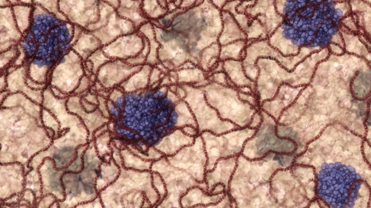 Pancreatic Islets