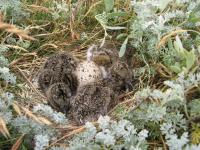 Oystercatcher Chicks