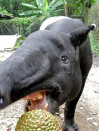 The Absence of Elephants and Rhinoceroses Reduces Biodiversity in Tropical Forests (2 of 2)