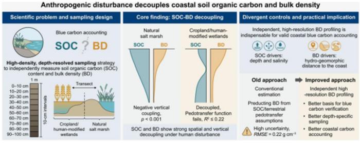 Decoupling of Soil Organic Carbon and Bulk Density in Coastal Zones under Anthropogenic Disturbance