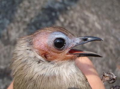 Bare-faced Bulbul