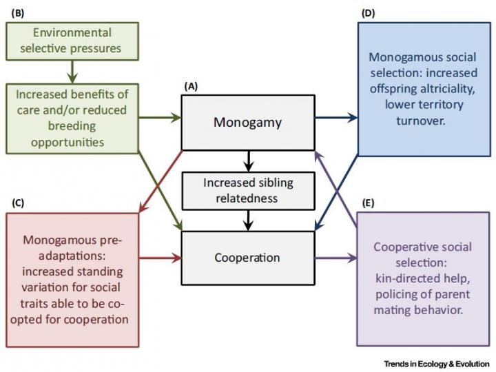 Alternative Hypotheses for the Correlation between Monogamy and Cooperation.