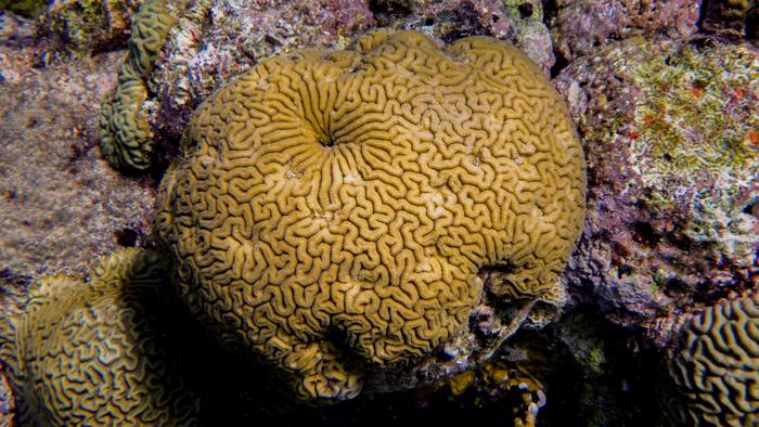 Brain corals (Pseudodiploria strigosa).