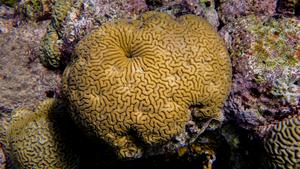 Brain corals (Pseudodiploria strigosa).