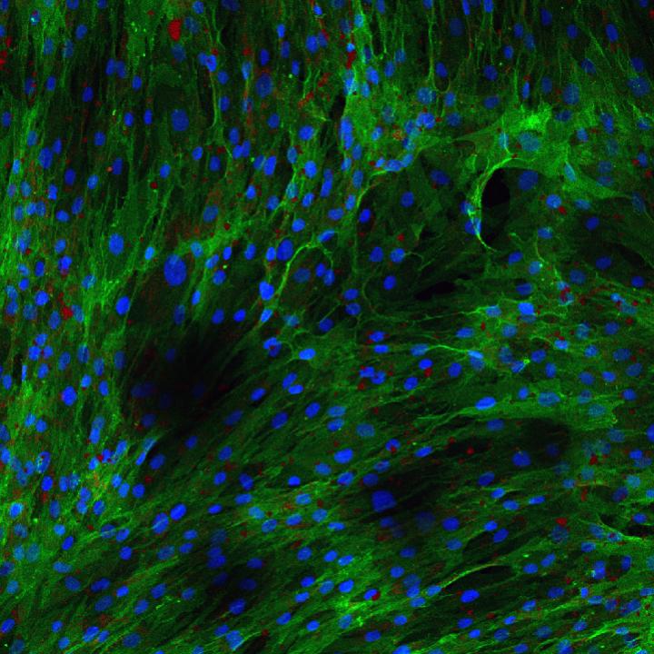 Human Stem Cells