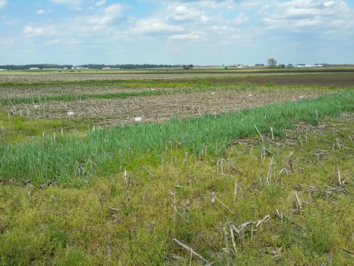 Cover Crop Field