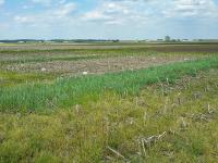 Cover Crop Field