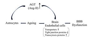 Schematic summary of the astrocyte‐to‐endothelial angiotensinogen (AGT) signaling hypothesis.