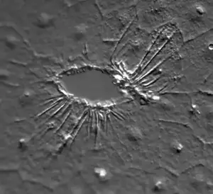 An actomyosin “purse string” pulls cells across a region where the basement membrane is damaged. Images were captured every 11 seconds. Frame rate 7 frames per second. Image credit: Jocelyn Malamy