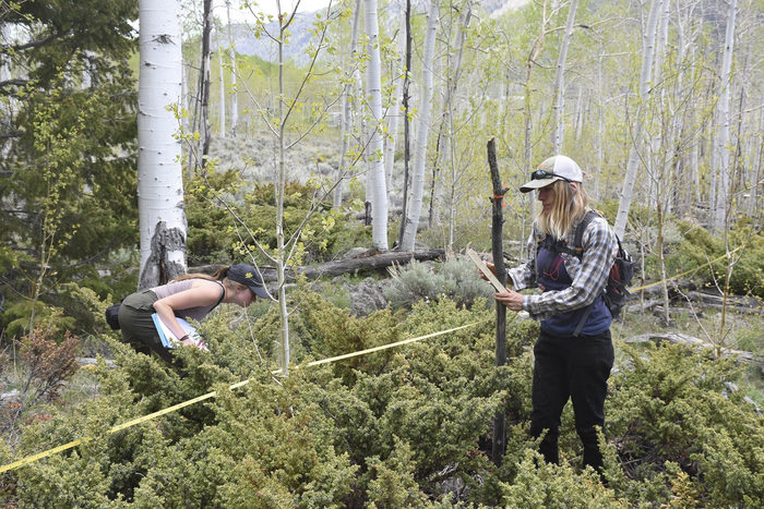 Pando Evaluation