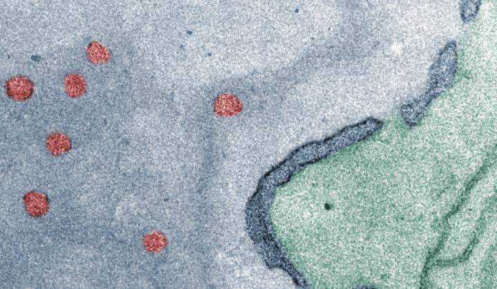 Nanocontainers in the Cell Nucleus