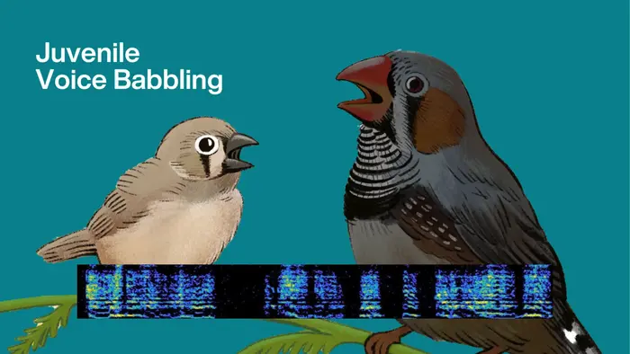 Vocal learning