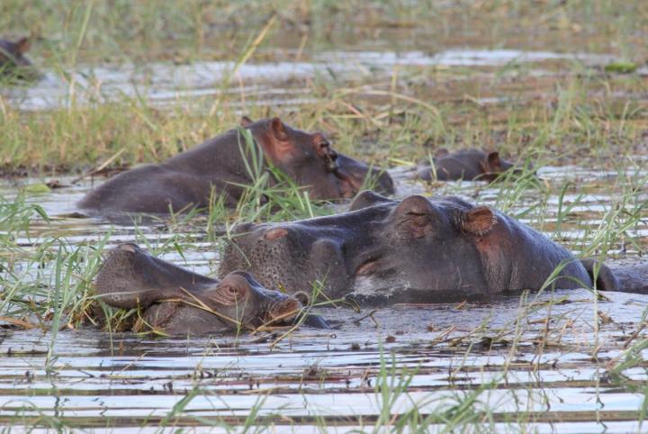 Hippopotami