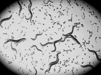C. elegans