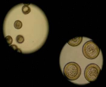 Motion of embryos