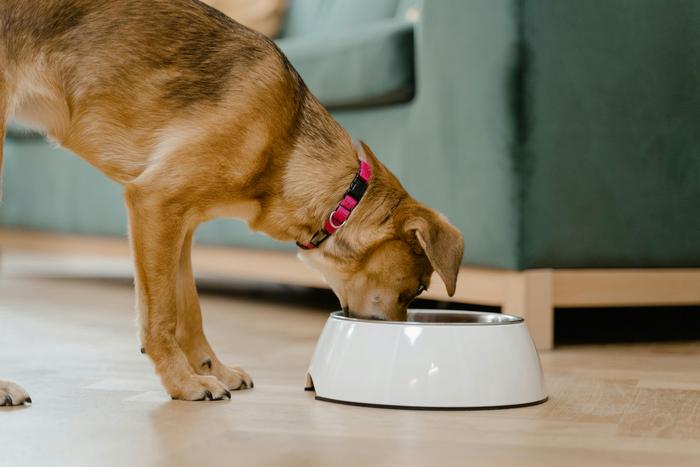 Nutritional analysis of commercially available, complete plant- and meat-based dry dog foods in the UK