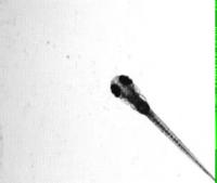 Zebrafish Swimming