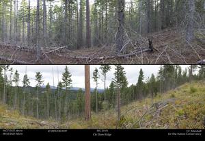 Area of heavy thinning