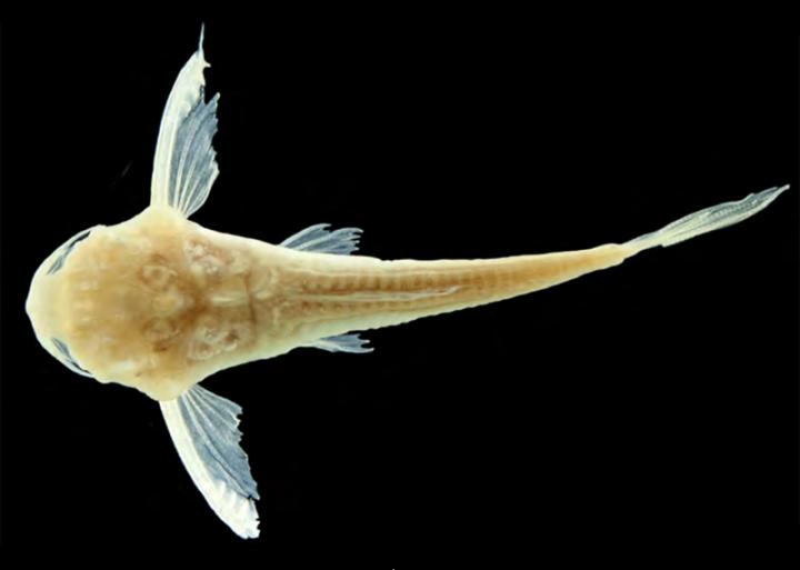 <em>Micromyzon orinoco</em> Top View