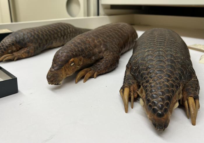 Pangolins in collections