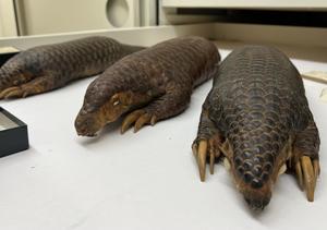 Pangolins in collections