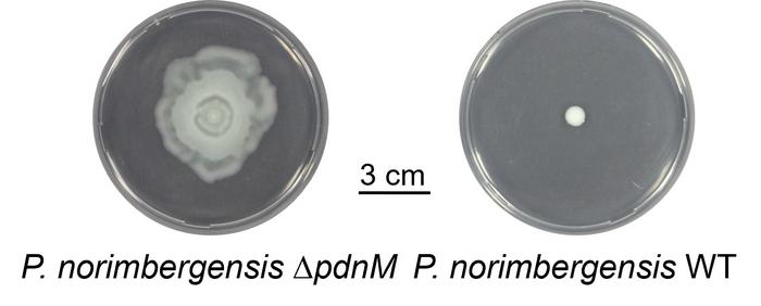 Bacterial swarming on full display